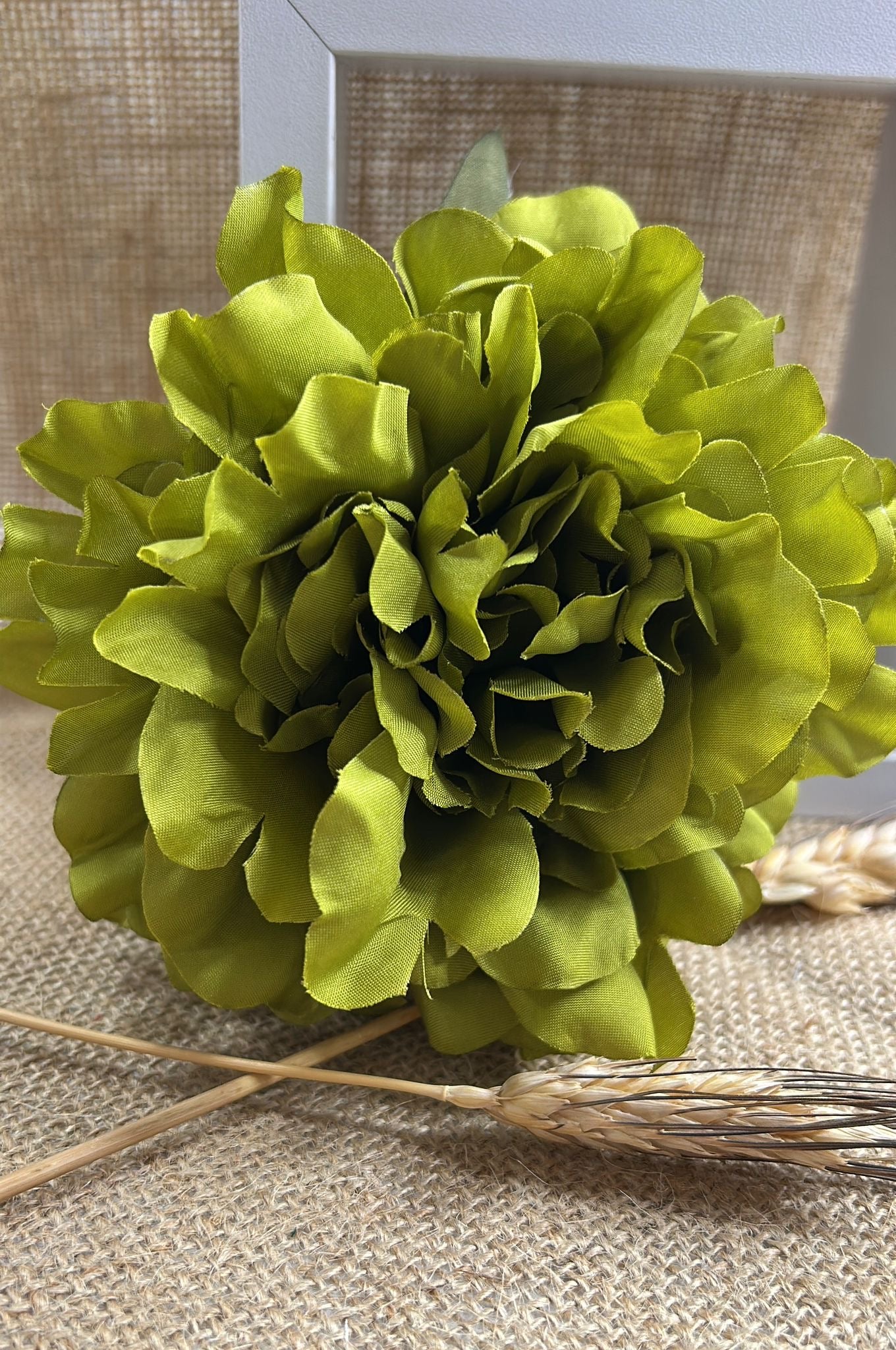 Peonia flamenca
