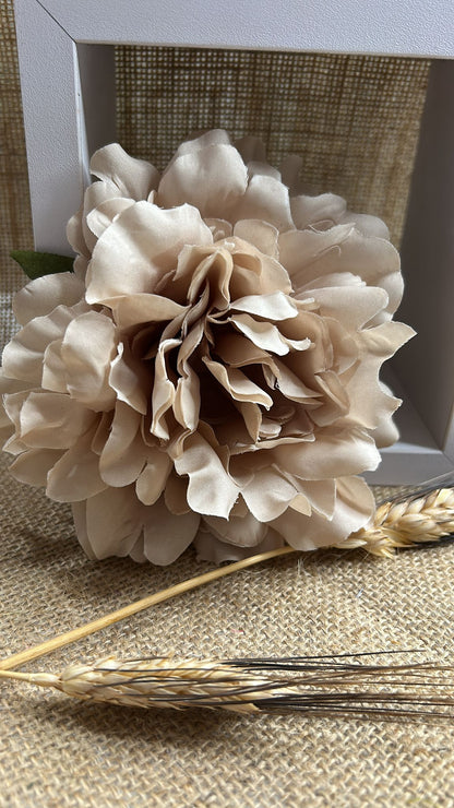 Peonia flamenca
