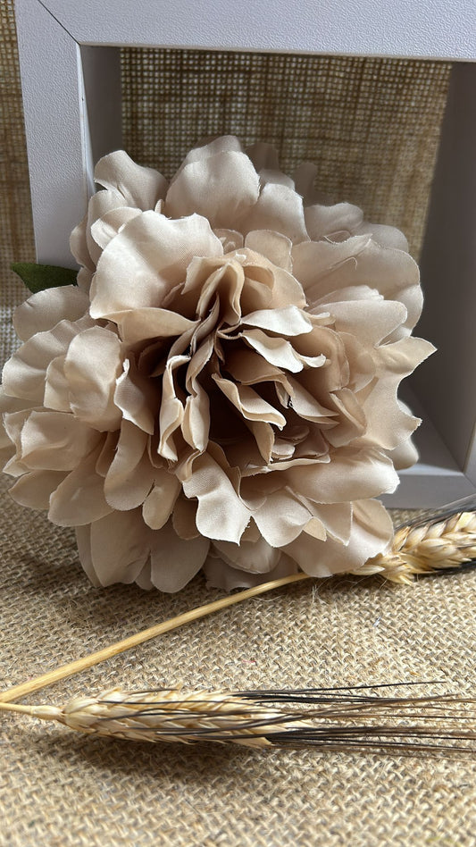 Peonia flamenca