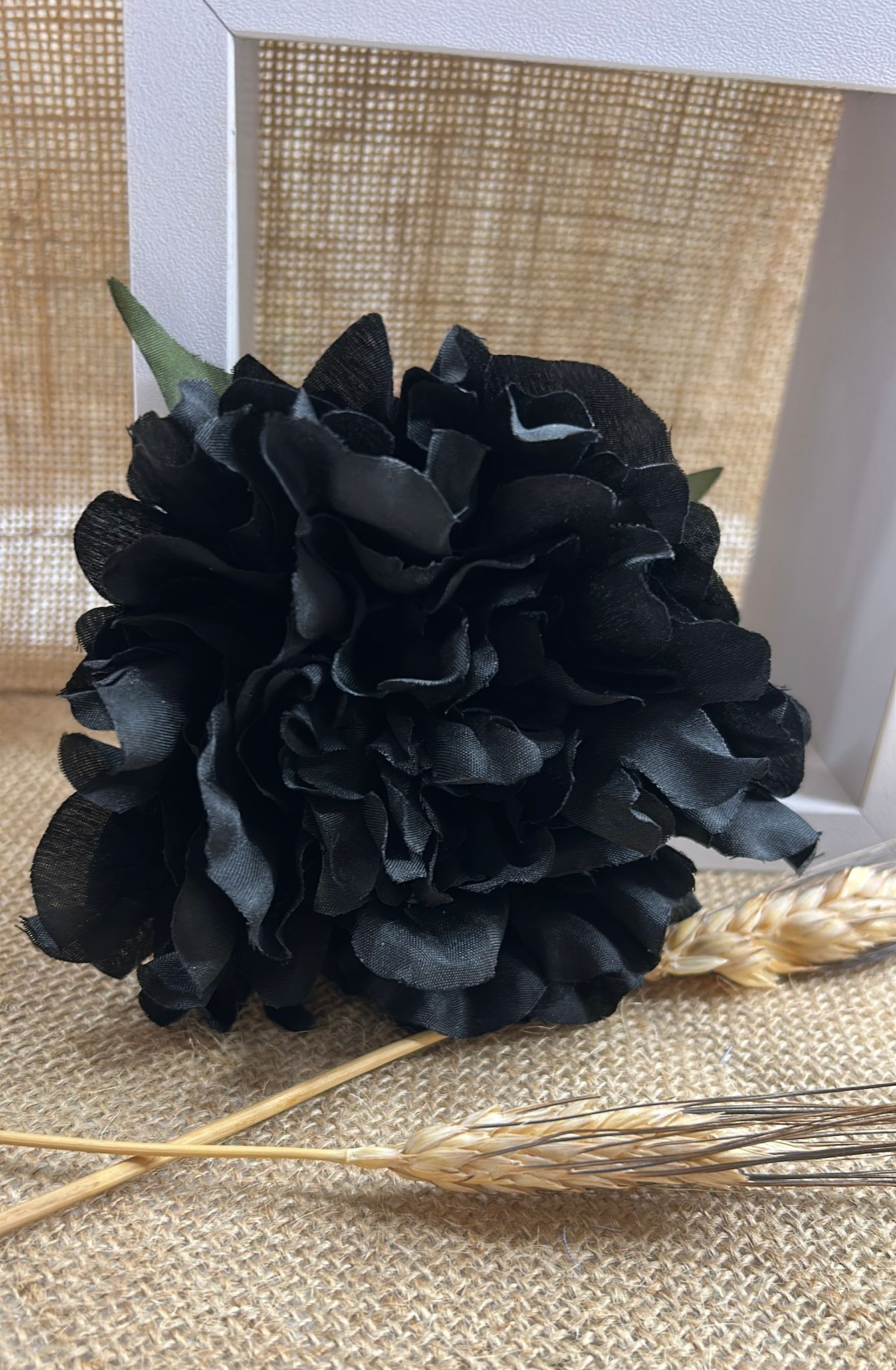 Peonia flamenca
