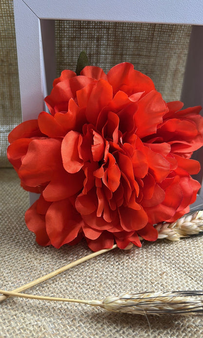 Peonia flamenca