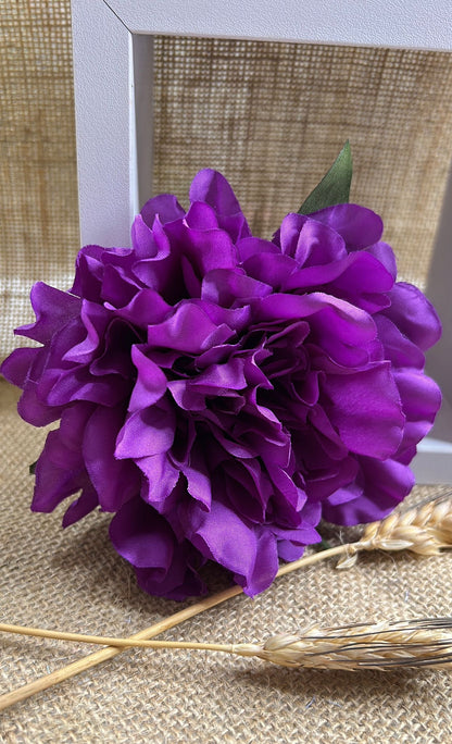 Peonia flamenca