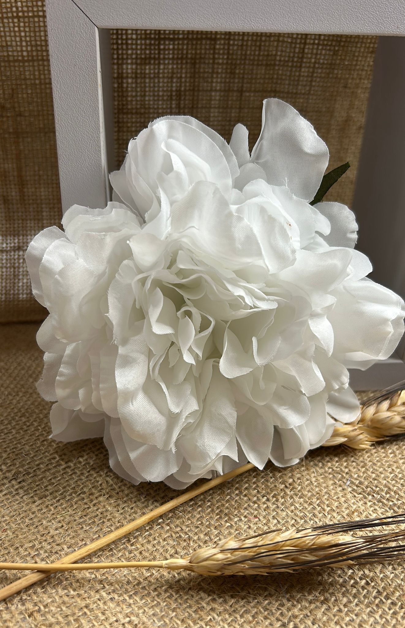 Peonia flamenca