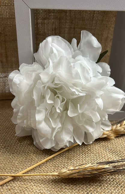 Peonia flamenca