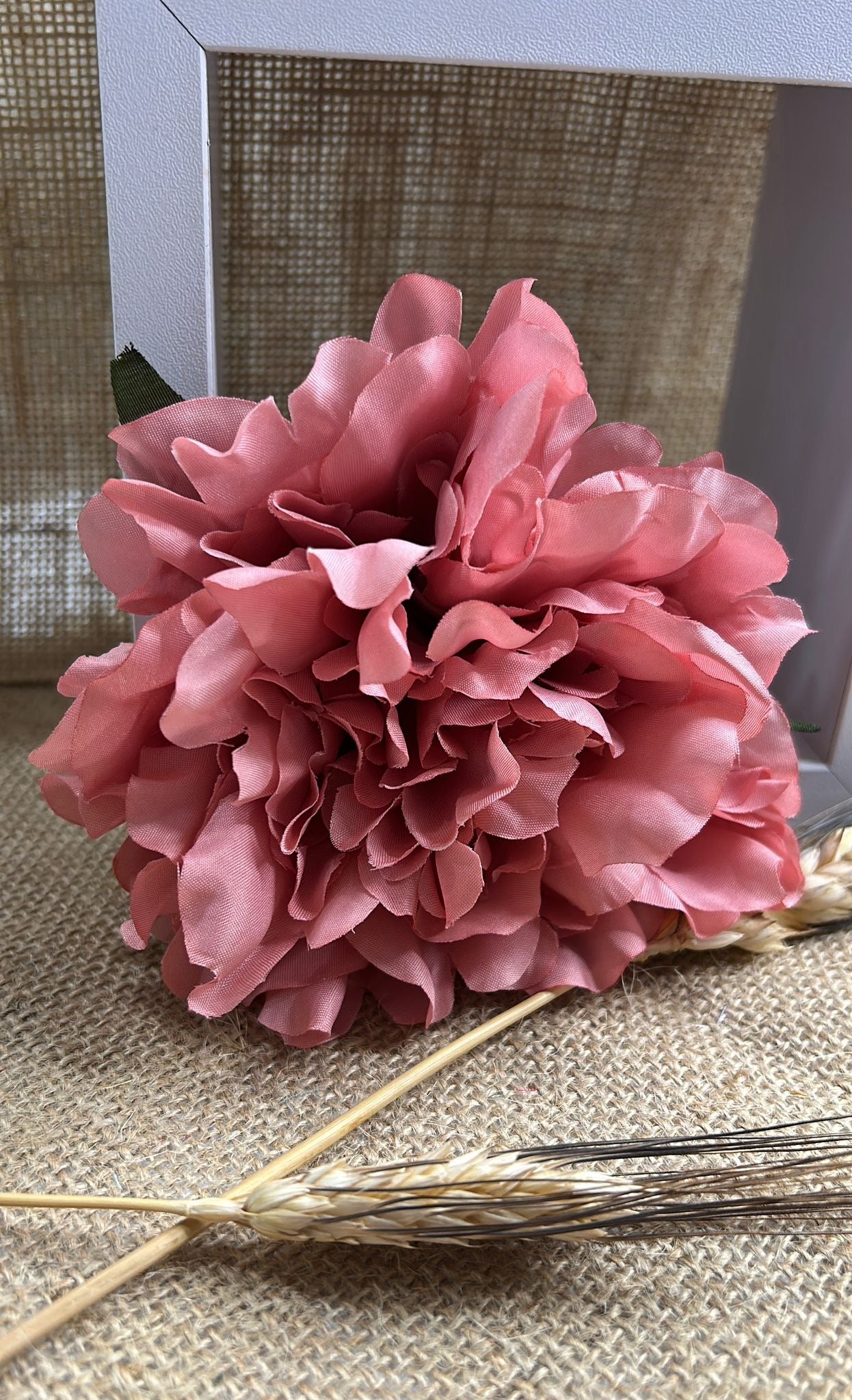 Peonia flamenca
