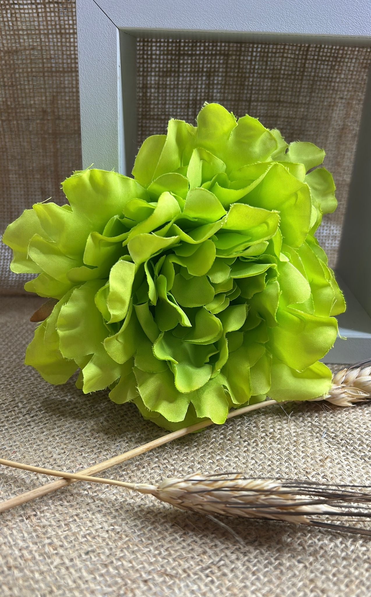 Peonia flamenca