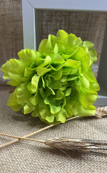 Peonia flamenca