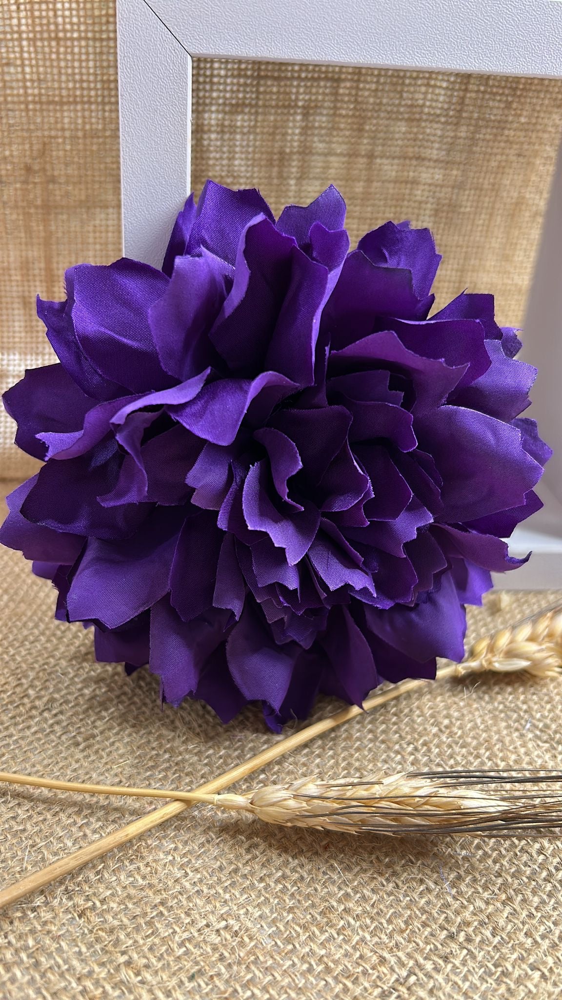 Dalia flamenca