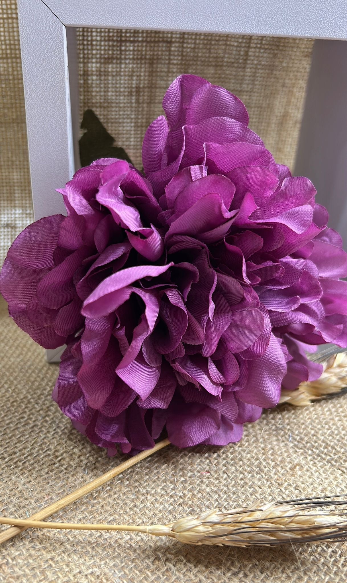 Peonia flamenca