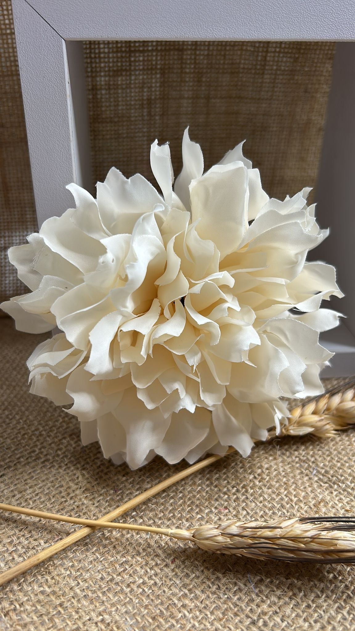Dalia flamenca