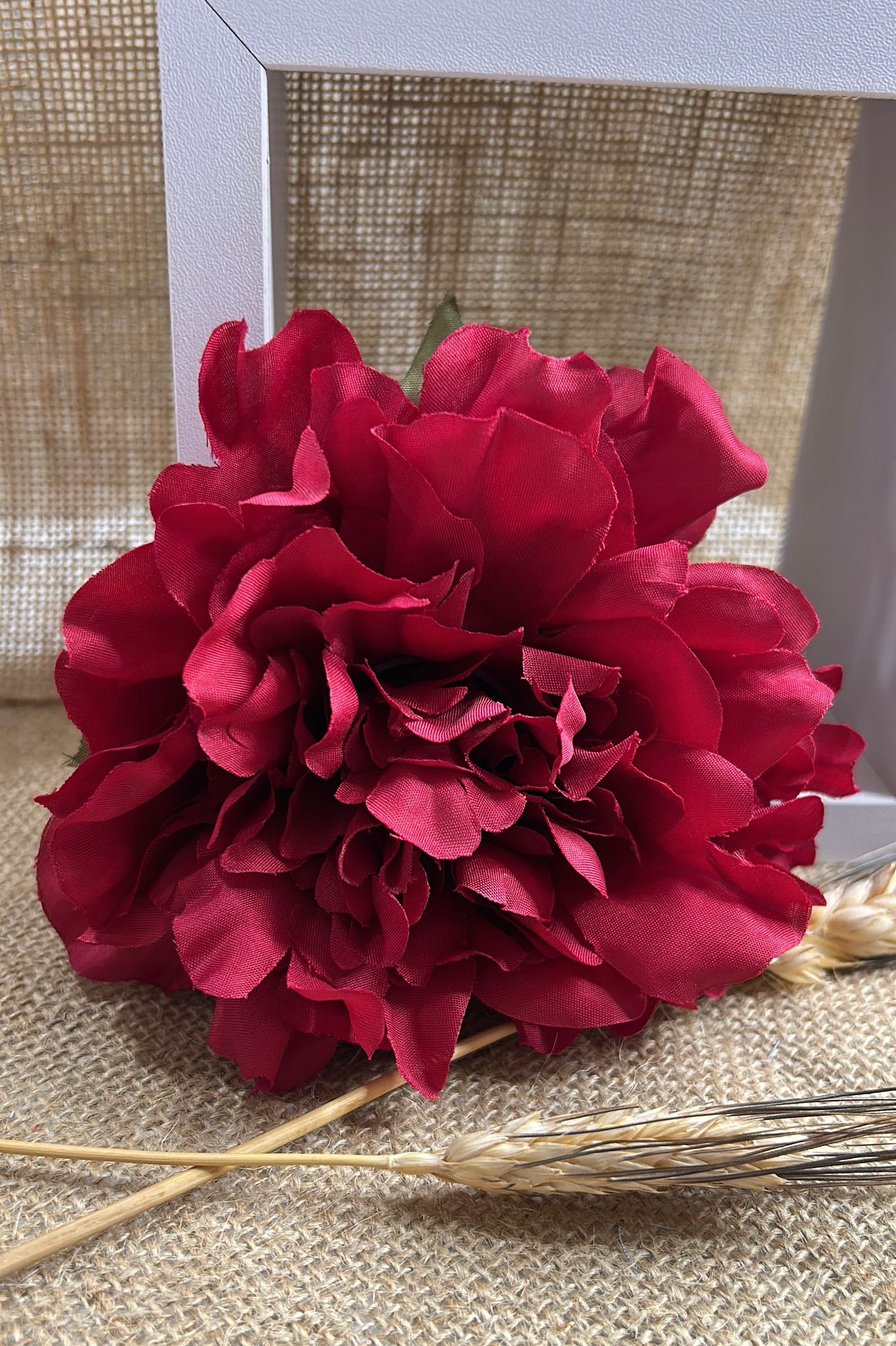 Peonia flamenca
