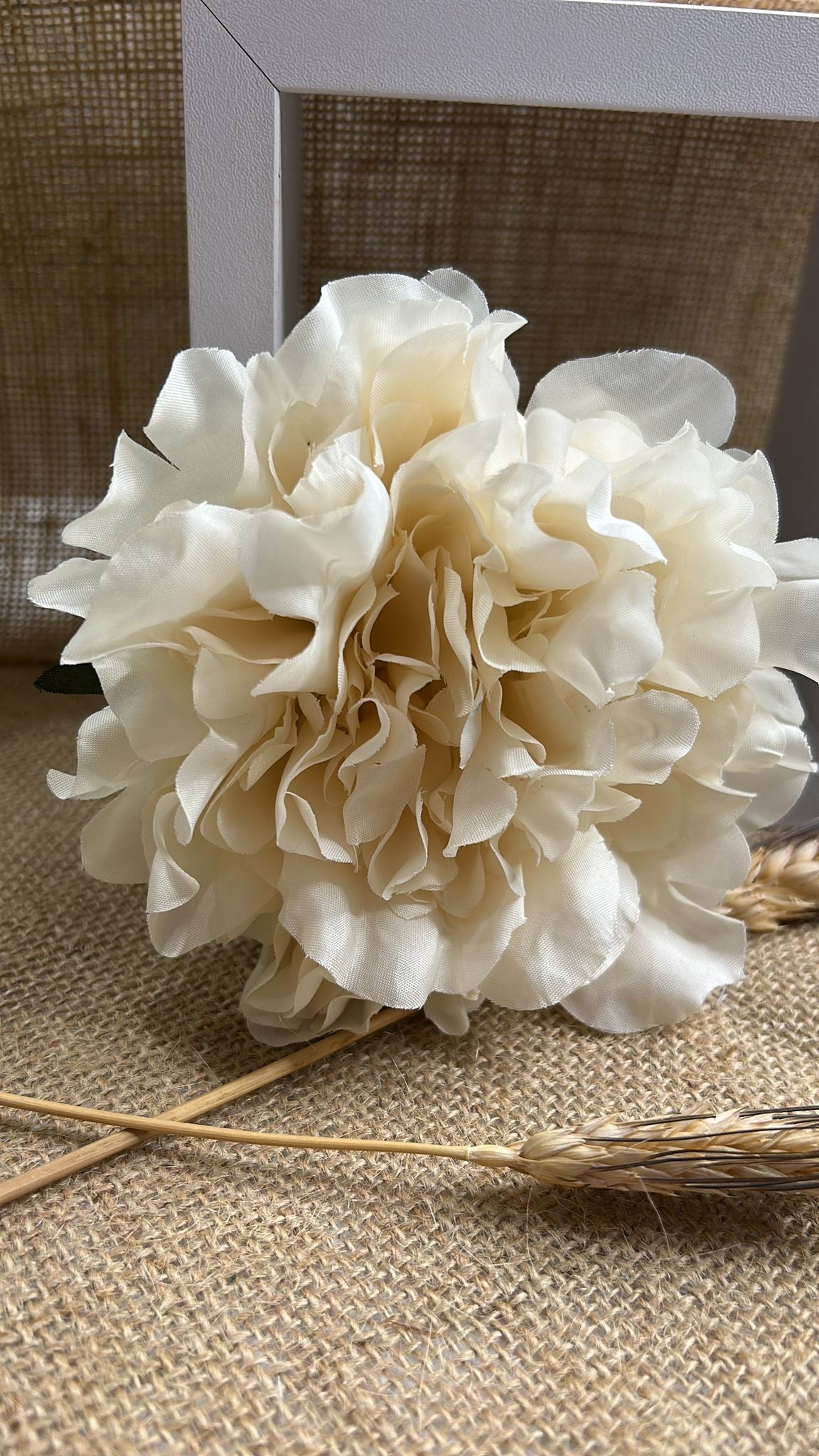 Peonia flamenca