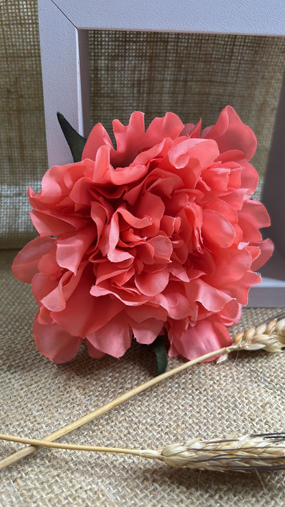 Peonia flamenca