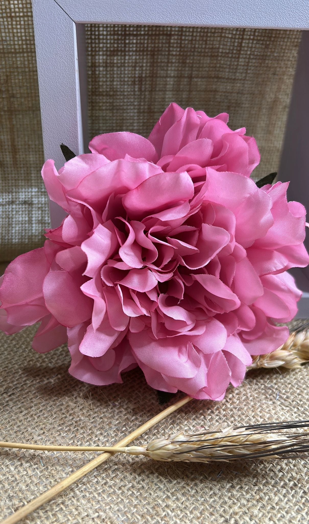 Peonia flamenca