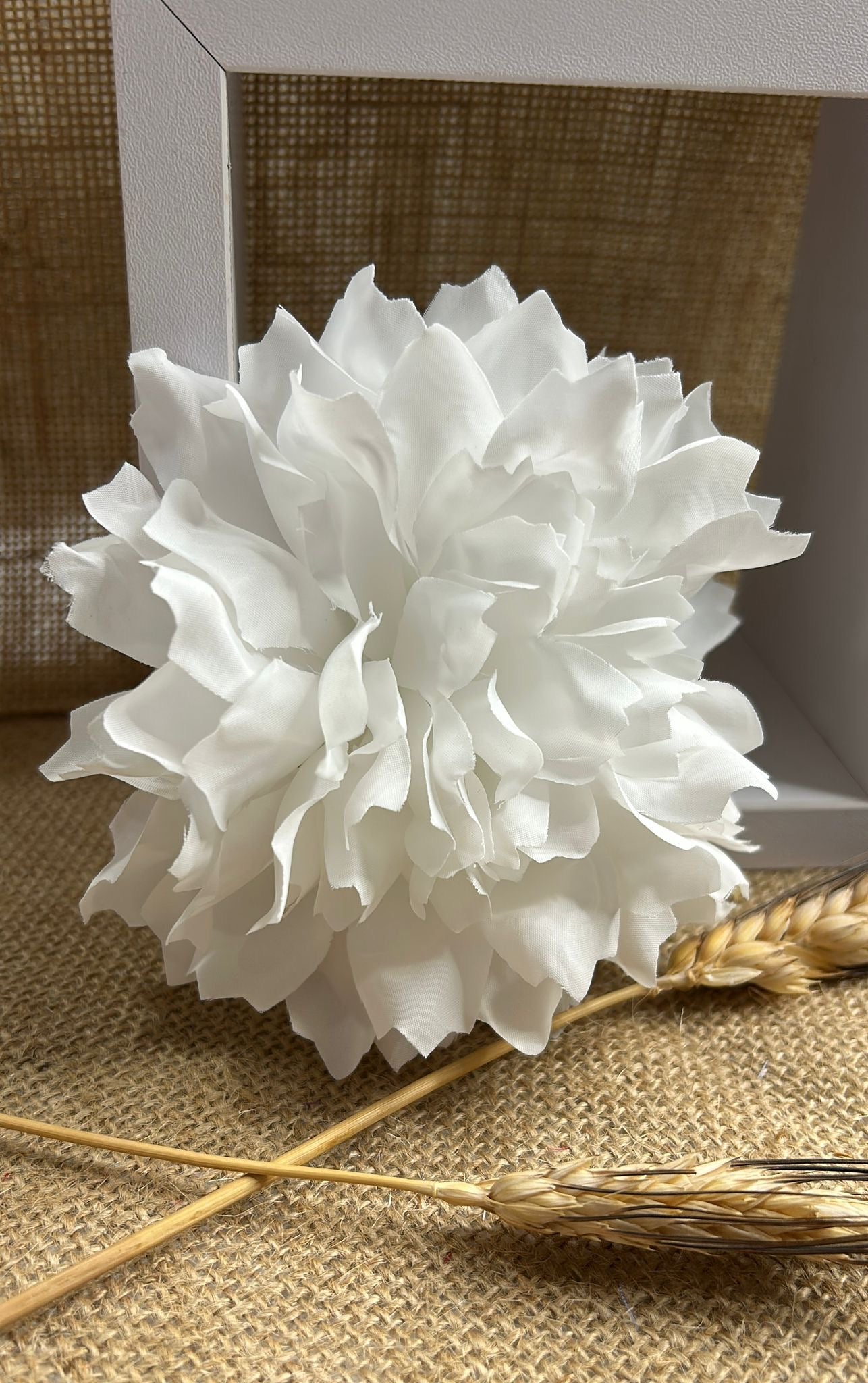 Dalia flamenca